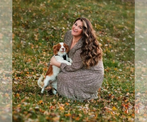 Medium Photo #1 Cavalier King Charles Spaniel Puppy For Sale in JACKSON, OH, USA