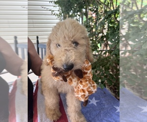 Goldendoodle-Poodle (Miniature) Mix Puppy for sale in MOCKSVILLE, NC, USA
