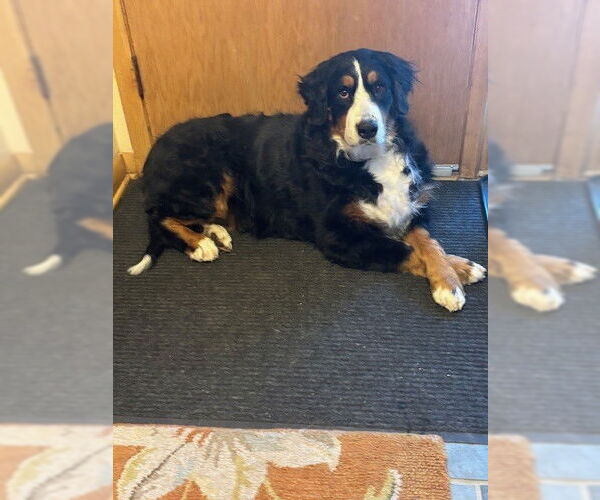 Medium Photo #1 Bernese Mountain Dog Puppy For Sale in Fort Wayne, IN, USA