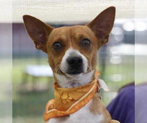 Chihuahua-Unknown Mix Dogs for adoption in San Antonio, TX, USA