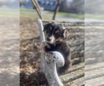 Small Photo #60 Australian Shepherd Puppy For Sale in FARMVILLE, VA, USA