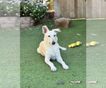 Small #4 Huskies  Mix