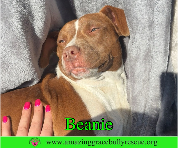 Medium Photo #1 American Bulldog-Unknown Mix Puppy For Sale in Milton, FL, USA