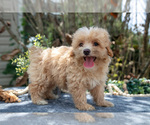 Puppy Susie Cavapoo
