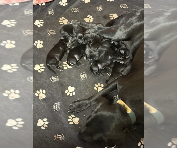 Medium Photo #1 Labrador Retriever Puppy For Sale in DOWLING, MI, USA