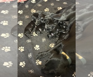Labrador Retriever Puppy for Sale in DOWLING, Michigan USA