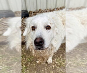 Great Pyrenees Dogs for adoption in Spring, TX, USA