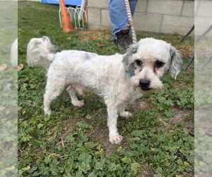 Poodle (Miniature)-Unknown Mix Dogs for adoption in Long Beach, CA, USA
