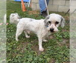Small Poodle (Miniature) Mix