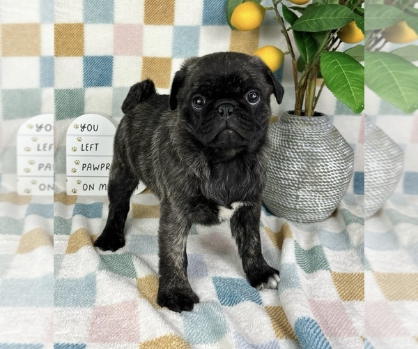 Medium Photo #5 Pug Puppy For Sale in FRANKLIN, IN, USA