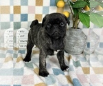 Small #4 Pug