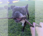 Small #4 French Bulldog