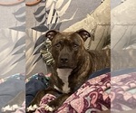 Small Photo #1 American Pit Bull Terrier Puppy For Sale in TACOMA, WA, USA