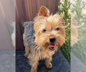 Mutt Dogs for adoption in Cranston, RI, USA