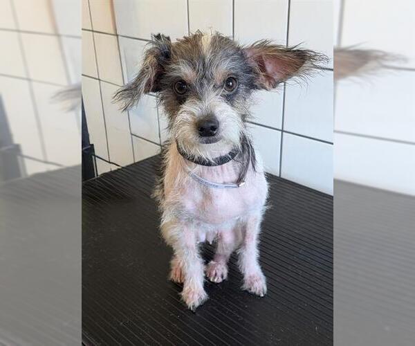 Medium Photo #1 Mutt Puppy For Sale in Downey, CA, USA