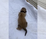 Small #1 Dachshund
