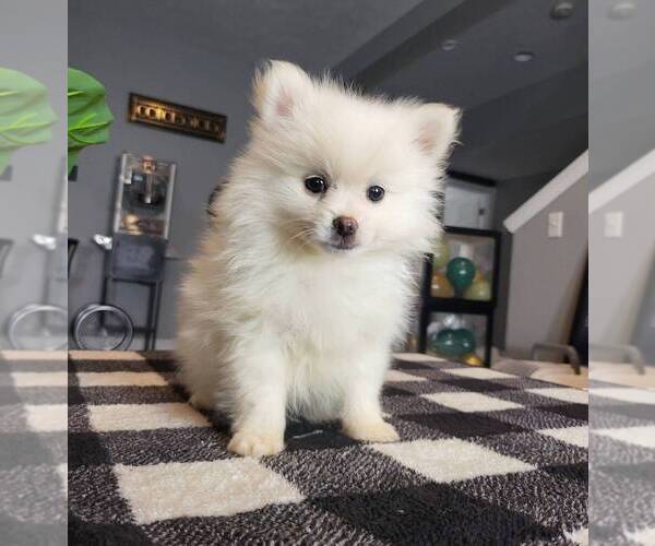 Medium Photo #3 Pomeranian Puppy For Sale in FRANKLIN, IN, USA