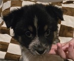 Puppy Female 2 Australian Shepherd