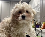 Small Photo #4 Maltipoo (Miniature) Puppy For Sale in PALMDALE, CA, USA