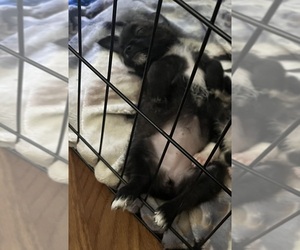 Chihuahua-Schnau-Tzu Mix Puppy for sale in NORTHGLENN, CO, USA
