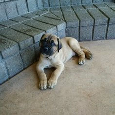Cane Corso Puppy for sale in TUSTIN, CA, USA