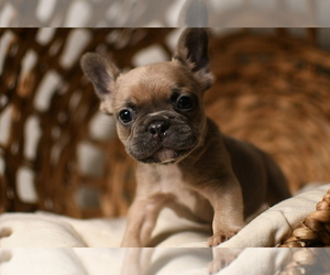 French Bulldog Puppy for sale in SUGAR LAND, TX, USA
