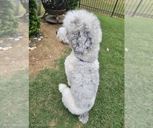 Father of the Poodle (Standard) puppies born on 06/04/2025