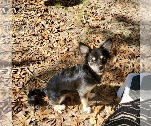 Medium Photo #2 Chihuahua Puppy For Sale in SELMA, NC, USA
