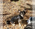 Small Photo #2 Chihuahua Puppy For Sale in SELMA, NC, USA
