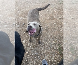 Labrador Retriever Dog for Adoption in PEACE VALLEY, Missouri USA