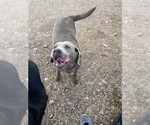 Small Labrador Retriever