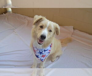 Border Collie-Unknown Mix Dogs for adoption in McKinney, TX, USA