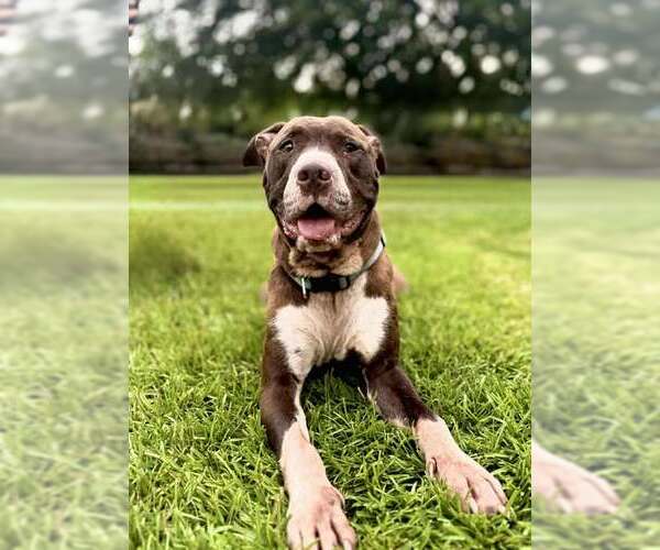 Medium Photo #4 Mutt Puppy For Sale in Holly Springs, NC, USA