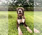 Small Photo #4 Mutt Puppy For Sale in Holly Springs, NC, USA