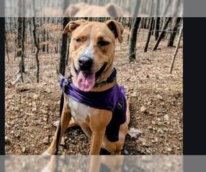 Labrador Retriever-Unknown Mix Dogs for adoption in Rockaway, NJ, USA