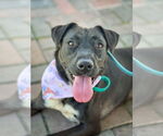 Small #8 Labrador Retriever Mix