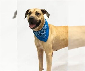 Mutt Dogs for adoption in Sanford, FL, USA