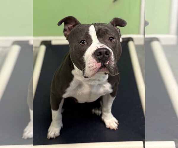 Medium Photo #6 American Staffordshire Terrier-Unknown Mix Puppy For Sale in Spring Lake, NJ, USA