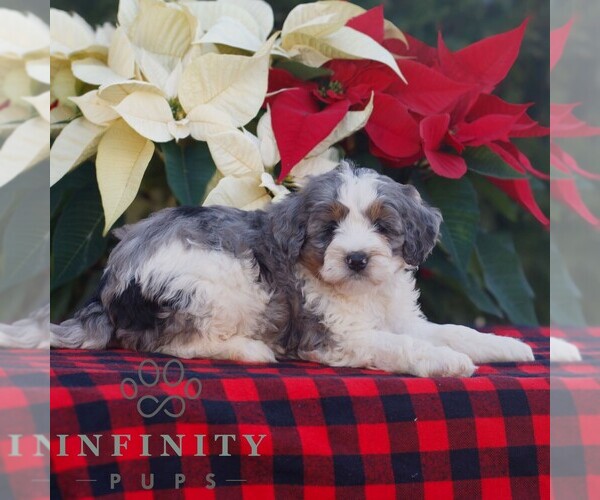 Medium Photo #2 Bernedoodle (Miniature) Puppy For Sale in LEOLA, PA, USA