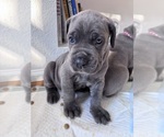 Puppy Draco 2 Cane Corso
