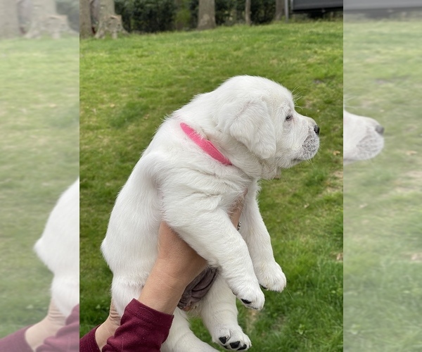Medium Photo #23 Labrador Retriever Puppy For Sale in DIX HILLS, NY, USA