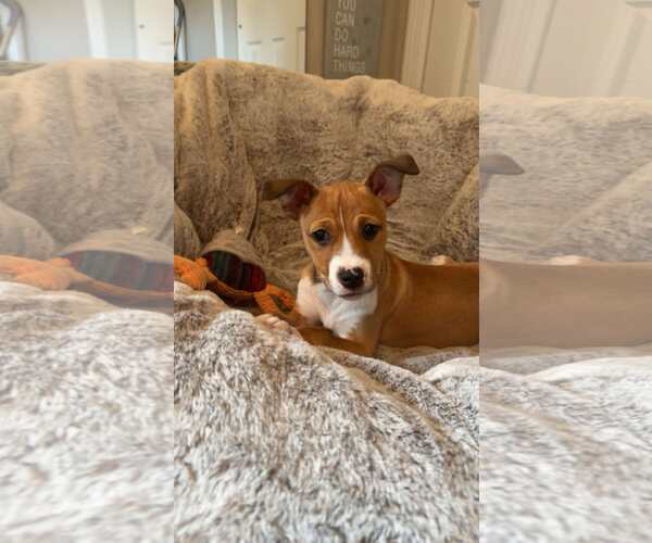 Medium Photo #4 Boxer-Unknown Mix Puppy For Sale in pomfret, CT, USA