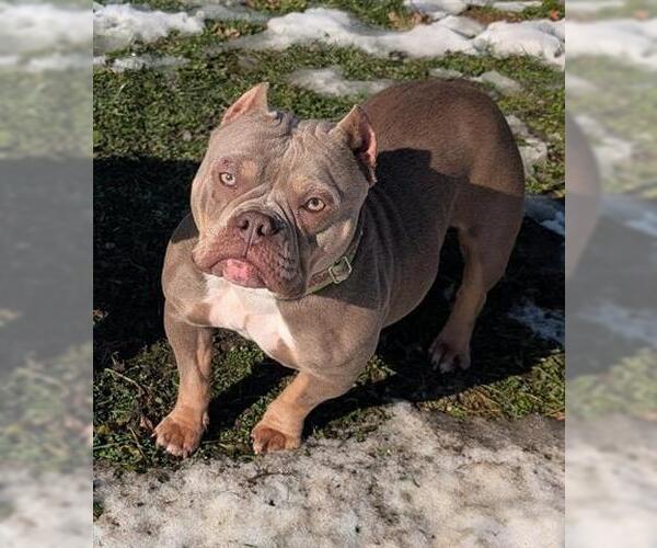 Medium Photo #1 Bulldog-Staffordshire Bull Terrier Mix Puppy For Sale in Akron, OH, USA