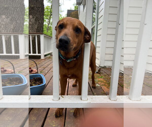 Medium Photo #4 Rhodesian Ridgeback-Unknown Mix Puppy For Sale in Brooklyn Center, MN, USA