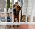 Small #3 Rhodesian Ridgeback Mix