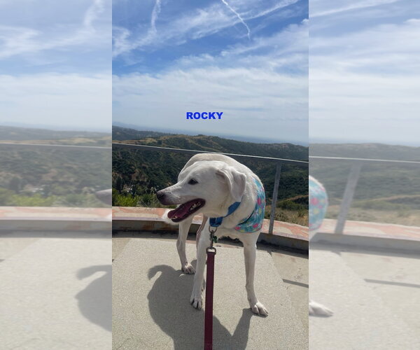 Medium Photo #2 Labrador Retriever-Unknown Mix Puppy For Sale in Woodland Hills, CA, USA