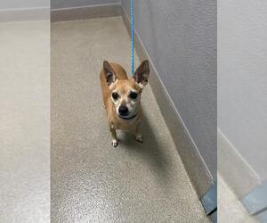 Chihuahua-Unknown Mix Dogs for adoption in Las Vegas, NV, USA