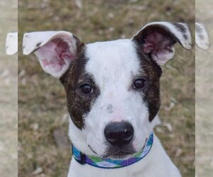 American Staffordshire Terrier-Border Collie Mix Dogs for adoption in Huntley, IL, USA