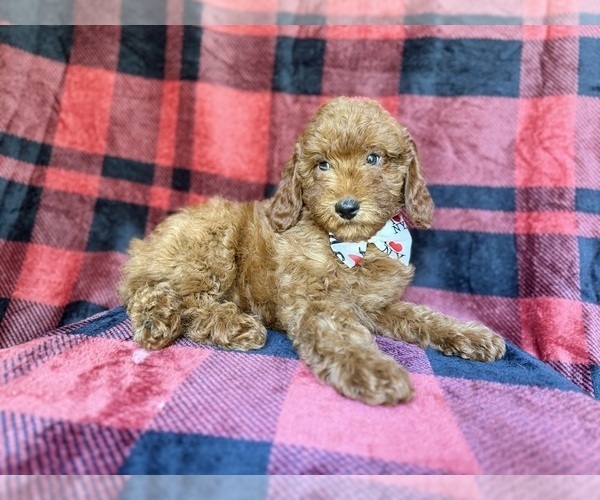 Medium Photo #4 Poodle (Miniature) Puppy For Sale in LAKELAND, FL, USA