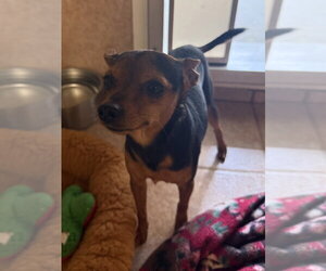 Scrappy - Male Miniature Pinscher Dog for Adoption - Photo #2